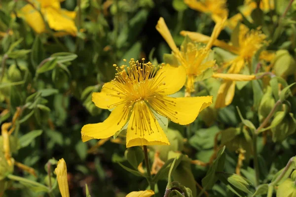 Grey Leaf John Wort Flower Alpine Saint John Wort Gallen — стоковое фото