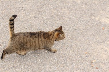 Gümüş tekir kedi sokakta yürüyor