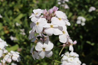 İsviçre 'nin St. Gallen kentinde bulunan beyaz 