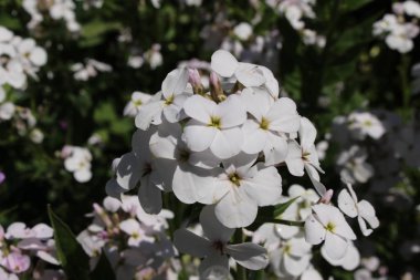 İsviçre 'nin St. Gallen kentinde bulunan beyaz 