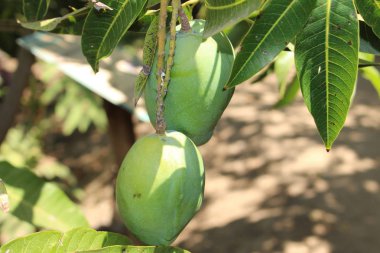Yunanistan 'ın Girit Adası' ndaki ağaçta çiğ ve yeşil mango meyvesi. Latince adı Mangifera Indica.