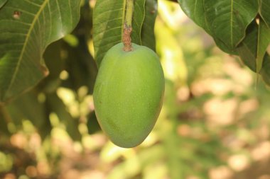 Yunanistan 'ın Girit Adası' ndaki ağaçta çiğ ve yeşil mango meyvesi. Latince adı Mangifera Indica.