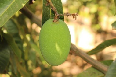 Yunanistan 'ın Girit Adası' ndaki ağaçta çiğ ve yeşil mango meyvesi. Latince adı Mangifera Indica.