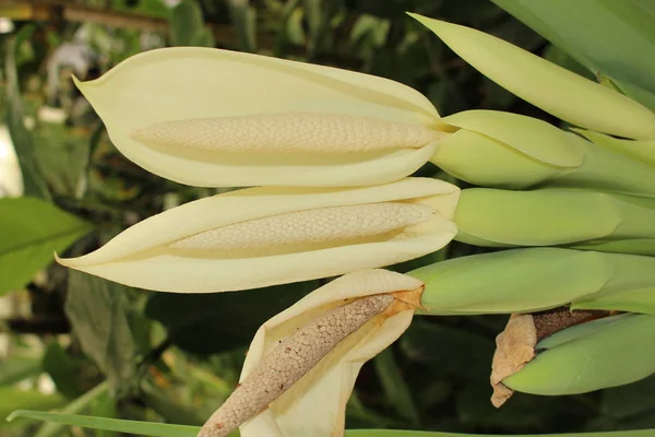 Giant Elephant Ear Flor Taro Indiano Gallen Suíça Seu Nome — Fotografia de Stock