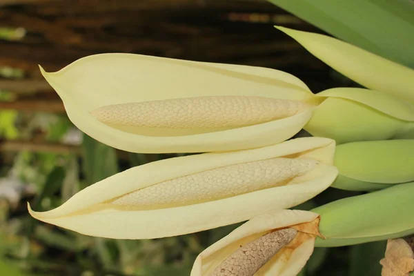 Giant Elephant Ear Flor Taro Indiano Gallen Suíça Seu Nome — Fotografia de Stock