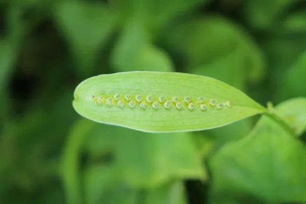 位于瑞士圣加仑的蠕虫工厂 或果皮工厂 其科学名称是Spathicarpa Sagittifolia Schott 原产于巴西 巴拉圭和阿根廷 — 图库照片