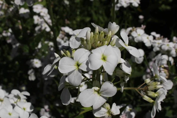 Flores Brancas Dame Rocket Damasco Violeta Gilliflower Rainha Lilás Verão — Fotografia de Stock