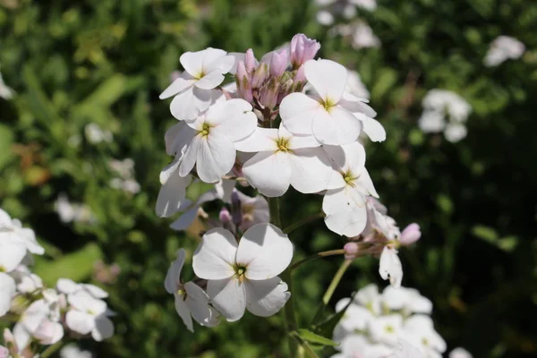 Λευκά Λουλούδια Dame Rocket Damask Violet Queen Gilliflower Summer Lilac — Φωτογραφία Αρχείου