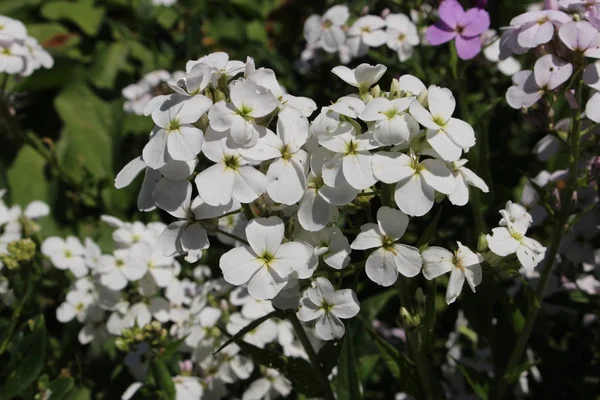 Λευκά Λουλούδια Dame Rocket Damask Violet Queen Gilliflower Summer Lilac — Φωτογραφία Αρχείου