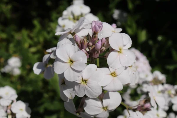 White Dame Rocket Flowers Damask Violet Queen Gilliflower Summer Lilac — 스톡 사진
