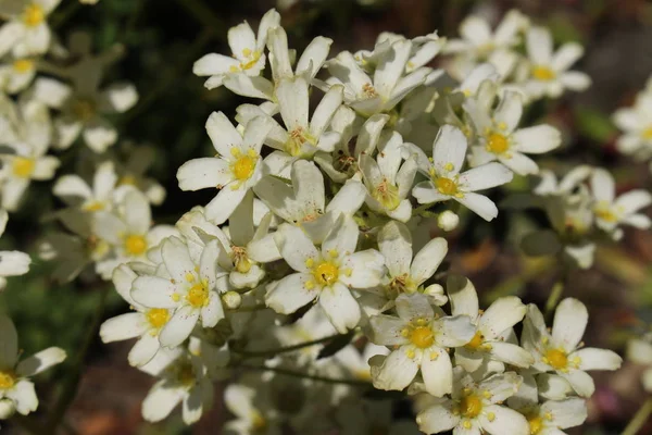 Flores Saxifrage Incrustado Pireneu Coroa Rei Rei Dos Saxifrages Gallen — Fotografia de Stock