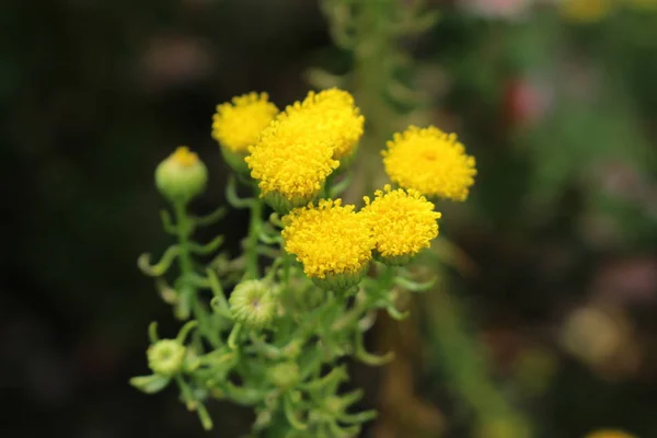 Golden Bitterbush Flori Sau Golden Heads Golden Cowcud Goldhaar Gallen — Fotografie, imagine de stoc