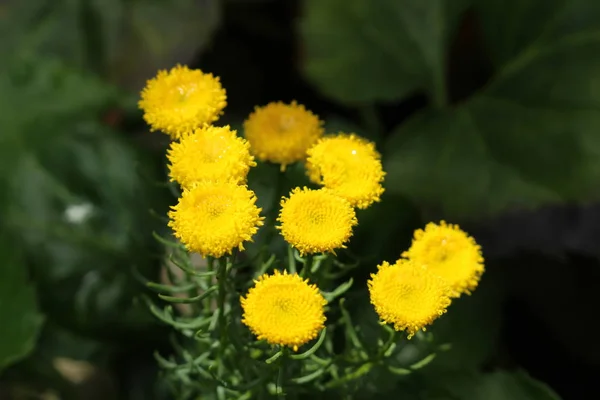 Golden Bitterbush Flowers Golden Heads Golden Cowcud Goldhaar Gallen Switzerland — стоковое фото