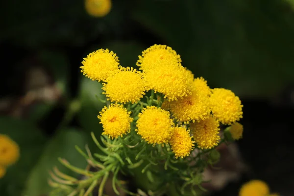 Golden Bitterbush Flowers Golden Heads Golden Cowcud Goldhaar Gallen Switzerland —  Fotos de Stock