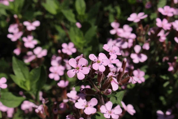 Λουλούδια Rock Soapwort Tumbling Ted Rotes Seifenkraut Στο Gallen Ελβετία — Φωτογραφία Αρχείου