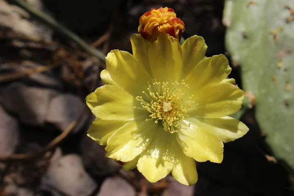 Amarelo Common Prickly Pear Flor Cacto Feigenkaktus Gallen Suíça Seu — Fotografia de Stock