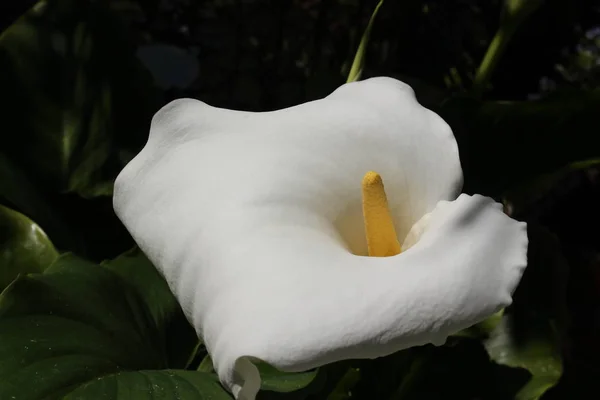 White Calla Lily Flower Arum Lily Gallen Switzerland Its Latin — Stock Photo, Image