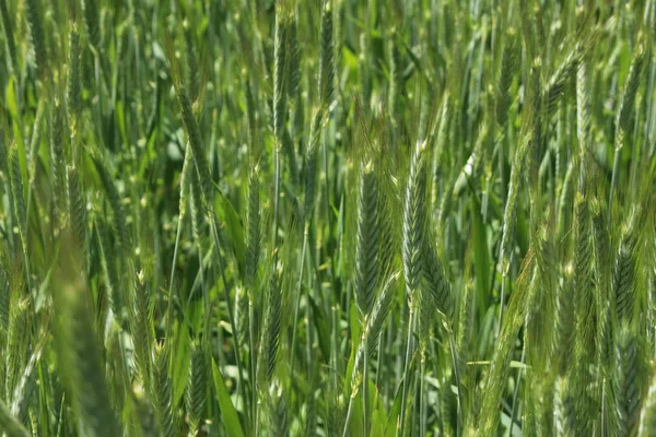 Grüne Triticale Weizenähren Gallen Schweiz Handelt Sich Eine Kreuzung Aus — Stockfoto