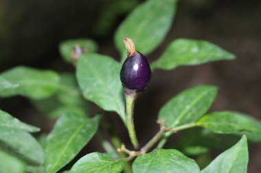  Ulm, Almanya 'da Mor Gökkuşağı Süslü Biber. Latince adı Capsicum Annuum, Bolivya 'ya özgüdür..