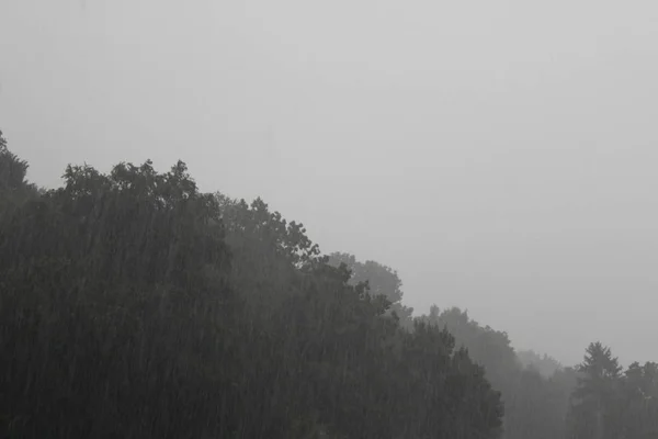 奥地利Bregenz多雾 多雨的森林 — 图库照片
