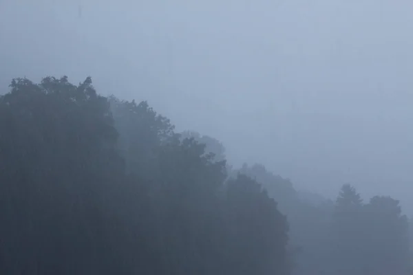 Foggy Skog Med Regnigt Väder Bregenz Österrike — Stockfoto