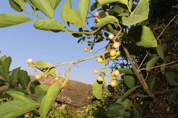 Niedojrzałe Clammy Cherry Drzewie Krecie Grecja Jego Łacińska Nazwa Cordia — Zdjęcie stockowe
