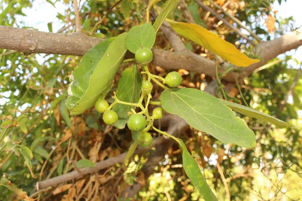 Omogen Clammy Cherry Trädet Kreta Island Grekland Dess Latinska Namn — Stockfoto