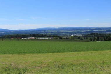Gornhofen, Baden-Wuerttemberg, Almanya 'da yeşil mısır tarlaları, ağaçlar ve mavi gökyüzü olan güzel bir manzara..