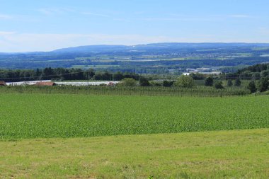 Gornhofen, Baden-Wuerttemberg, Almanya 'da yeşil mısır tarlaları, ağaçlar ve mavi gökyüzü olan güzel bir manzara..