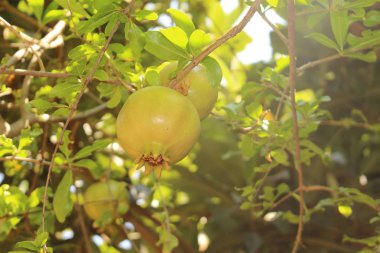 Yunanistan 'ın Girit Adası' ndaki ağaçta olgunlaşmamış ve yeşil nar. 