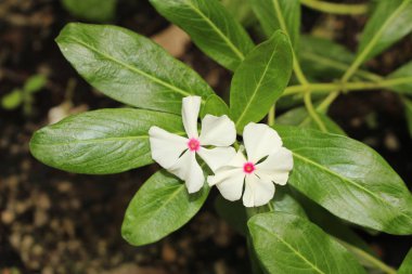 İsviçre 'nin Zürih kentinde bulunan beyaz ve pembe 