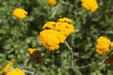 İsviçre 'nin St. Gallen kentinde bulunan sarı 