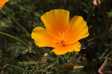İsviçre 'nin St. Gallen kentinde turuncu 