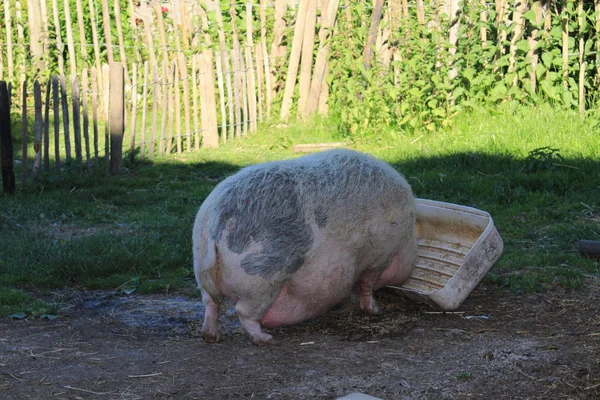 Розовая Самка Pot Bellied Pig Горне Германия — стоковое фото