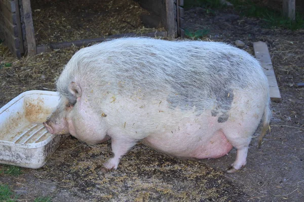 Růžová Fena Pot Bellied Pig Gornhofenu Baden Wuerttemberg Německo — Stock fotografie