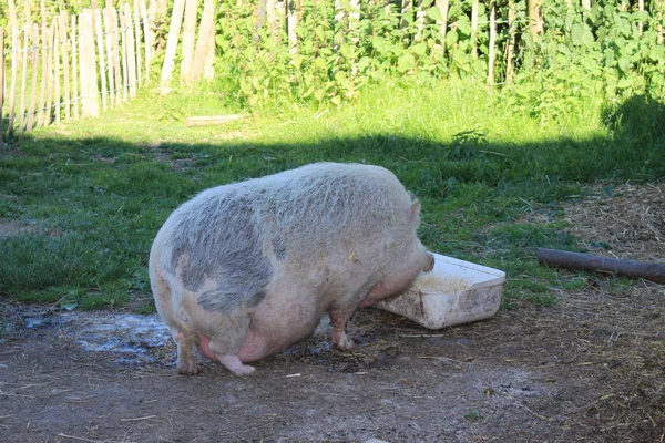 Розовая Самка Pot Bellied Pig Горне Германия — стоковое фото