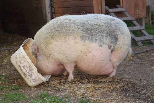 Rosa Hona Pot Bellied Pig Gornhofen Baden Wuerttemberg Tyskland — Stockfoto