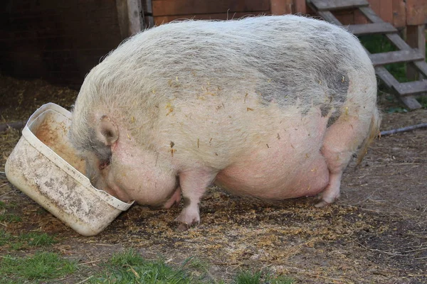 Rosa Hona Pot Bellied Pig Gornhofen Baden Wuerttemberg Tyskland — Stockfoto