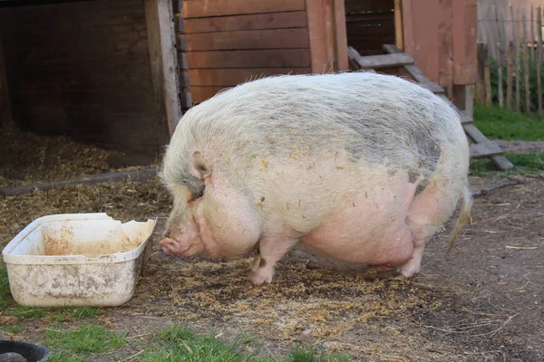 Розовая Самка Pot Bellied Pig Горне Германия — стоковое фото