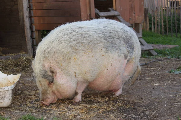 Розовая Самка Pot Bellied Pig Горне Германия — стоковое фото