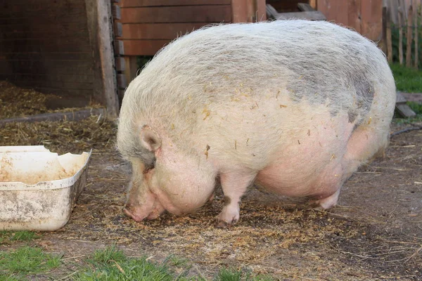 Розовая Самка Pot Bellied Pig Горне Германия — стоковое фото