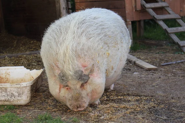 Розовая Самка Pot Bellied Pig Горне Германия — стоковое фото