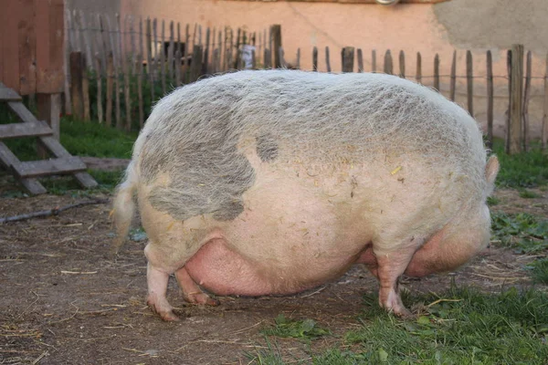 Rosa Kvinne Pot Bellied Pig Gornhofen Baden Wuerttemberg Tyskland – stockfoto