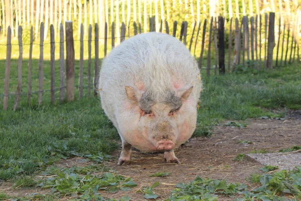 Рожева Самиця Pot Bellied Pig Горнхофені Баден Вюртемберг Німеччина — стокове фото