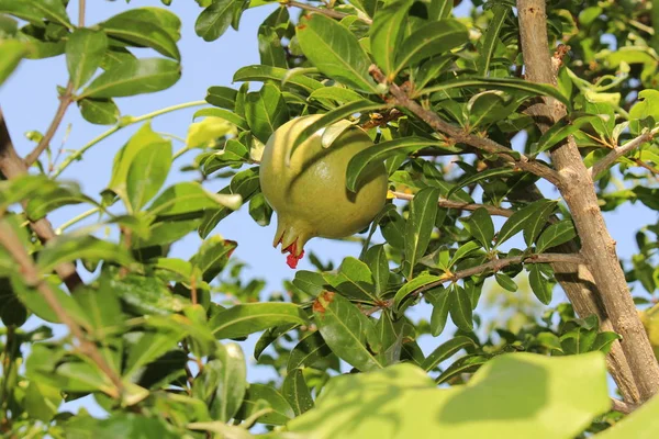 Zralé Zelené Granátové Jablko Stromě Ostrově Kréta Řecko — Stock fotografie