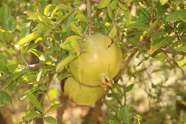 Zralé Zelené Granátové Jablko Stromě Ostrově Kréta Řecko — Stock fotografie
