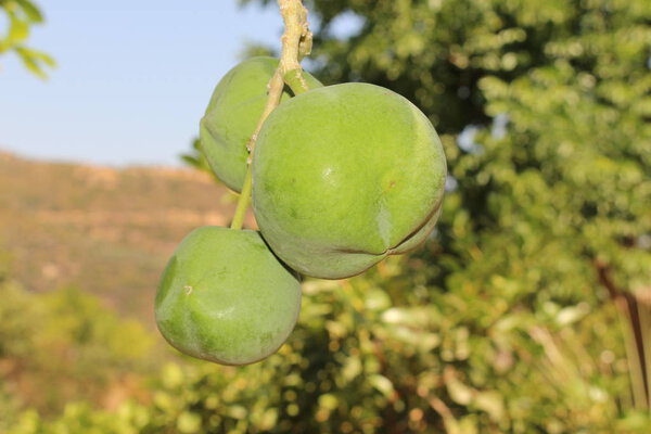 Unripe and green "White Sapote" fruit (or Mexican Apple, Casimiroa) on the tree in Crete Island, Greece. Its Latin name is Casimiroa Edulis, native to eastern Mexico. 