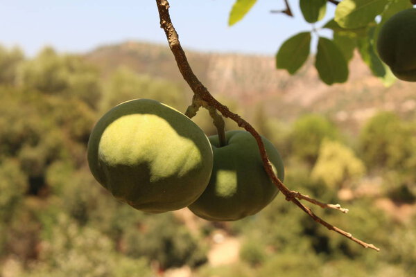 Unripe and green "White Sapote" fruit (or Mexican Apple, Casimiroa) on the tree in Crete Island, Greece. Its Latin name is Casimiroa Edulis, native to eastern Mexico. 