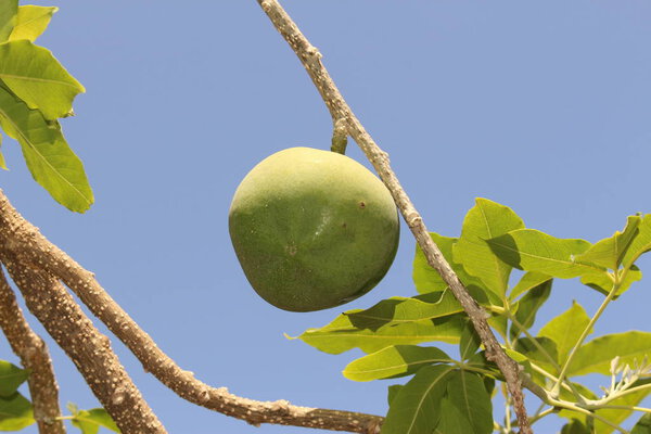 Unripe and green "White Sapote" fruit (or Mexican Apple, Casimiroa) on the tree in Crete Island, Greece. Its Latin name is Casimiroa Edulis, native to eastern Mexico. 