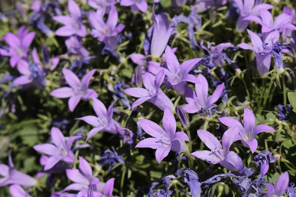 Dalmatian Bellflower Adria Bellflower Wall Bellflower Saint Gall Suisse Son — Photo